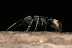 Polyrhachis erato