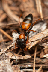 Opisthopsis picta