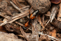 Opisthopsis picta
