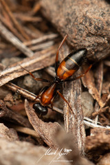 Opisthopsis picta