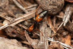 Opisthopsis picta