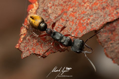 Myrmecia chrysogaster