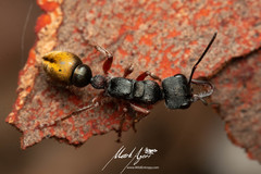 Myrmecia chrysogaster