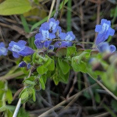 Scutellaria drummondii