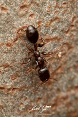 Podomyrma elongata