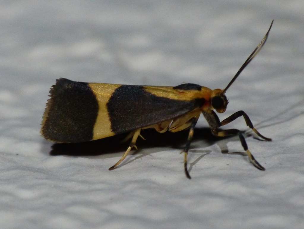 Cisthene polyzona