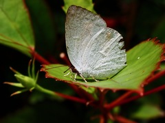 Curetis santana