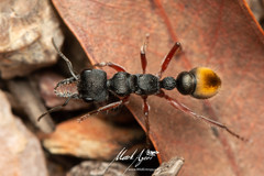 Myrmecia chrysogaster