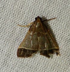 Hypsopygia amoenalis