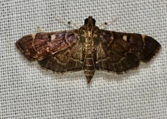Cryptobotys zoilusalis