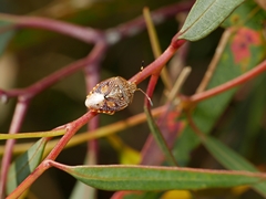 Anischys luteovarius