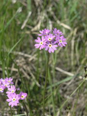 Primula longiscapa