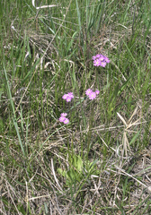 Primula longiscapa