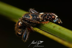 Scrobiger splendidus