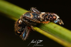 Scrobiger splendidus