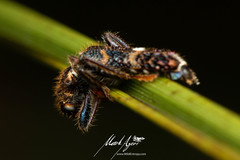 Scrobiger splendidus