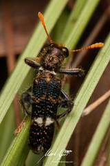 Scrobiger splendidus