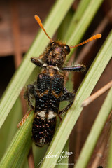 Scrobiger splendidus