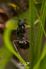 Polyrhachis lydiae