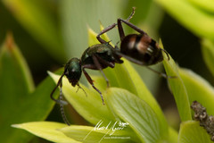 Polyrhachis lydiae