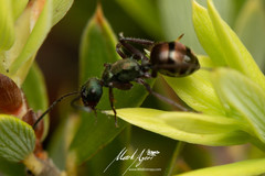 Polyrhachis lydiae
