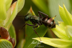 Polyrhachis lydiae