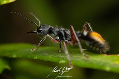 Myrmecia chrysogaster