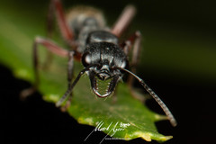 Myrmecia chrysogaster