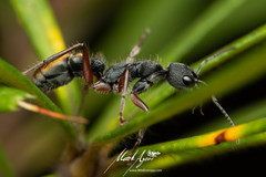 Myrmecia chrysogaster