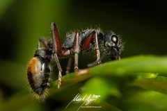 Myrmecia chrysogaster