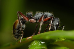 Myrmecia chrysogaster