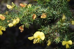 Gompholobium virgatum