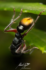 Myrmecia chrysogaster