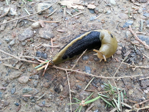 Ariolimax columbianus