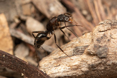 Camponotus lividicoxis