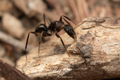 Camponotus lividicoxis