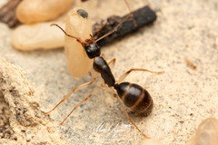 Camponotus elegans