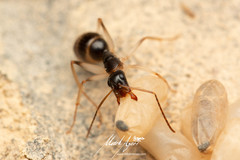 Camponotus elegans