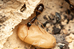 Camponotus elegans