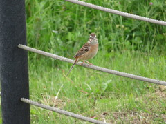 Emberiza cioides