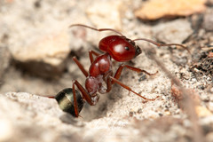 Melophorus rufoniger