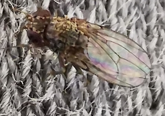 Drosophila repleta