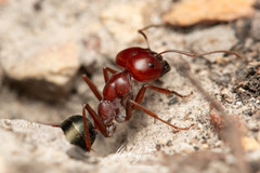 Melophorus rufoniger