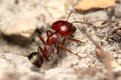 Melophorus rufoniger