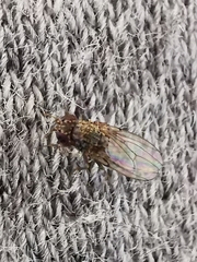 Drosophila repleta