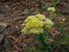 Cassinia denticulata