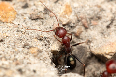 Melophorus rufoniger