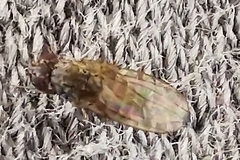 Drosophila repleta