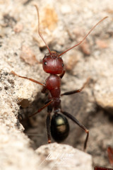 Melophorus rufoniger