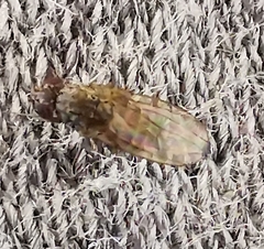 Drosophila repleta